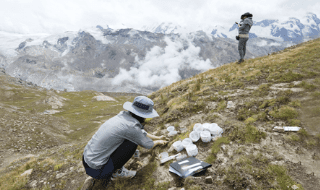 스위스 쉴트호른 산의 야생에서 자란 자연 병풀 샘플 채취 (2019. 10. 24)